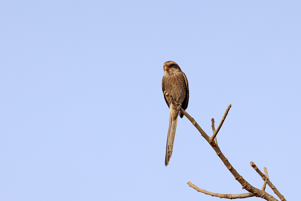 Yellow-billed Shrike
